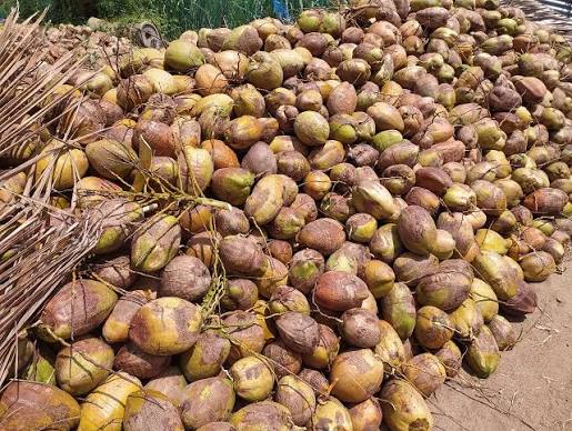 Fresh Coconut